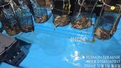 [마산] 야간 돌문어 키로급에 마리수로 개인 16수까지. 세자리수오버로아… 사진
