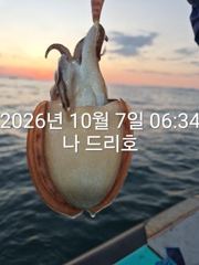 7일, 군산 갑오징어 연일 굿~오늘도 스타트 ~실시간 ~군산낚시프라자 나드리호 사진