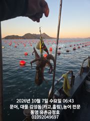 [통영] 통영 금정호 키로급 문어들이 아침부터 올라옵니다 내일과 주말 자…