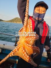 7일, 군산 왕문어 ~싸이즈 확실한 덩치급 왕문어~오늘도 굿~실시간~군산낚시프라자 챔피언호