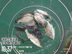 [통영] 감성돔~ 이동~이동~후 피딩~~퍽퍽퍽