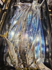 [진해] 내만갈치 대치 싸이즈 좋고 손맛묵직 예약가능
