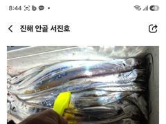 [진해] 내만갈치 날물에 청기올려 백기올려