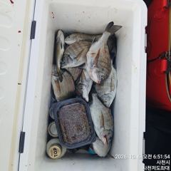 [사천] (사천저도좌대&펜션)10월6일 저도좌대 조황