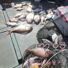 [고성] 7일 참돔 흘림 조황입니다.6자 세마리외 마릿수 조황