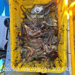 [사천] 문어 장원 20마리