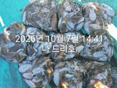7일, 군산은 갑오징어 천국~대박시즌 ~날마다 대박 조황 ~군산낚시프라자 하이원호