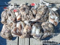 7일, 군산 쭈구미,갑오징어 연일 좋아요~8분 굿조황 ~군산낚시프라자 스마트호