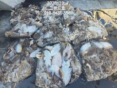 7일, 군산 쭈구미,갑오징어 연일대박~오늘도 망탱이대박 ~군산낚시프라자 그랜드호