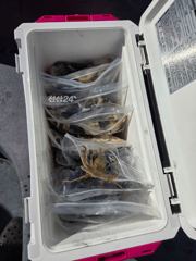 10월7일 쭈꾸미.갑오징어 츨조 사진