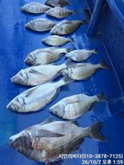 [고성] 어초밭의대물감성돔외(47외.흘림)