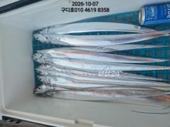 통영구디호 갈치 5지4지 줄을 타고 실시간