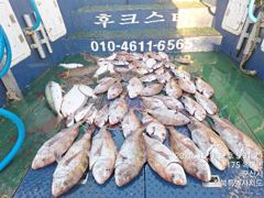 야미도후크스타호 10/7(수) 참돔 조황