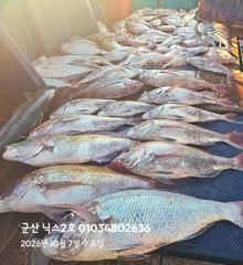 10.7 닉스2호 참돔타이라바조황 사진