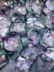 2026년 10월 7일 제일피싱호 쭈꾸미 갑오징어 조황