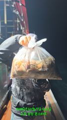 10월7일 팀보스선단 문어 조황