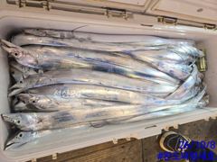 완도파랑새호 갈치 10월8일입항 철수조황입니다