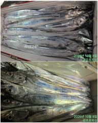 [여수,광양] [여수강프로피싱] 거문도귄 갈치 쿨러조황