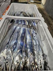 [완도썬레드호] 먼바다 오늘도 굵은 갈치 얼음녹이고 많이 잡으셨습니다