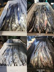 [여수,광양] [여수플라워호] 8일 갈치조황~ 010-2004-5524