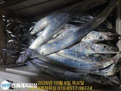 내만칼치ㅡ물반 칼치반 어마어마하게 물어주네요,용가리급까지(토요일예약가능)