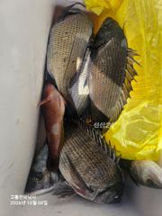 전국 낚시호 8일 조황 입니다