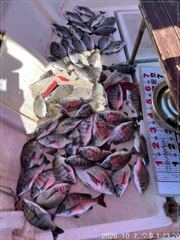 [마산] (행운호)36외 감성돔 마릿수 조황(52수)