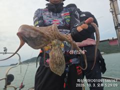 낼 돌문어 긴급 1자리 가능!