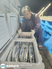 [부성피싱]왕칼치 초대박...연일 이어갑니다 전원쿨러만땅!양손가득 들고 입항합니다 일욜가능