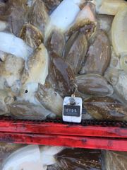 [쭈·갑조황] 29.10.8 미라클호 갑오징어 조황