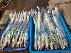 [제주 뉴방주호] 10월8일 갈치조황입니다. 사진