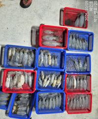 [마산] 무늬팁런 사이즈굿굿 최신조황 토일 출조 예약받습니다