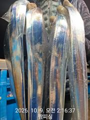 ((먼바다왕갈치))간밤 폭풍입질 새벽 씨알 더굿굿 전원쿨러 내일 토ㆍ일(예약가능