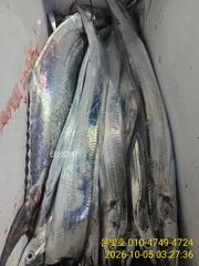 갈치 텐빈 연일 대박! 토요일 예약가능!!