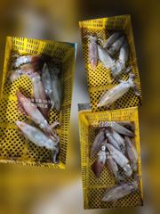 [통영최강리드호] 통영 갈치 제대로 붙었습니다! 대치 손맛에 한치 야식까지~토요일 자리여유