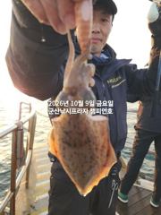 8일, 군산은 갑오징어 천국~새벽에 더 많이 나오네요~실시간~군산낚시프라자 챔피언호 사진