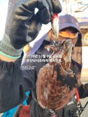 8일, 군산은 갑오징어 천국~새벽에 더 많이 나오네요~실시간~군산낚시프라자 챔피언호