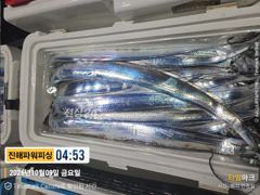 [갈치/텐빈/텐야]9일입항~쿨러조황입니다[일요일부터]예약가능
