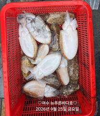 내일 갑오징어 출조 합니다(선비:7만원..4자리여유 있습니다)일요일 7자리 여유