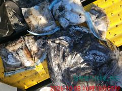10얼8일 신발짝 갑오징어조황