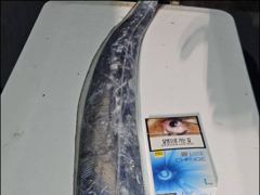 [9일입항] "내만갈치" 오늘도 묵직합니다!! 3.5지까지~ 빵빵해요!! [일요일부터 예약가능] 010-7660-2435