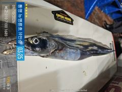 ＜＜통영 뉴명륜호 14인승＞＞ 씨알좋고^^ 초보자도 전원만쿨!!! (월요일부터 예약가능)