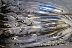 마량대성1호 29일조황입니다 오늘도 쿨러 가득입니다