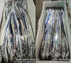 <여수광성호> 오늘 갈치 대박!조황