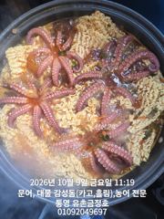 통영 금정호 문어선상 초보들도 신나게 잡았습니다 내일 자리여유있…