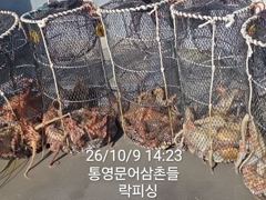 [통영] (문어)K오버 다수 마릿수 OK 가을시즌 대박행진 락피싱(10일…