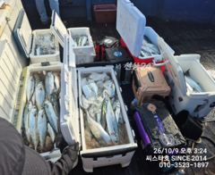 씨스타호 초보자도 현시간 삼치+방어 만쿨 행진