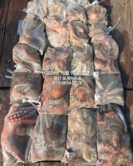 9일, 군산 왕문어 ~싸이즈 확실한 덩치급 왕문어~오늘도 어김없이~망탱이조황~군산낚시프라자 포세이돈호