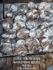 군산 대호피싱 9일 먹물 흠뻑쇼~~