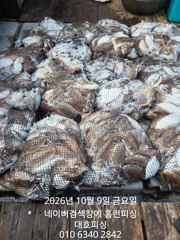 대호피싱 9일 먹물 흠뻑쇼~~~